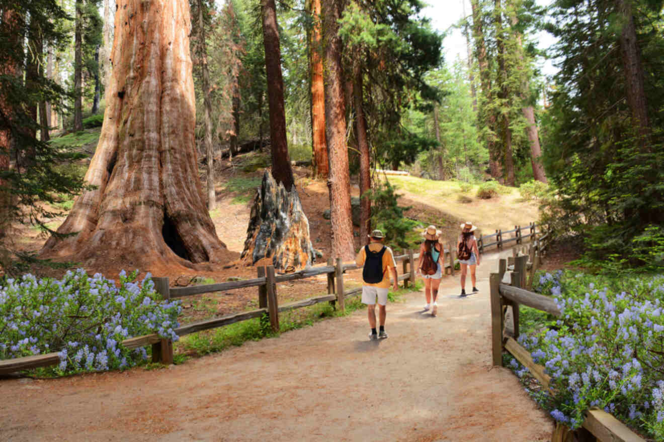A group of people walking down a path in sequoia national park.