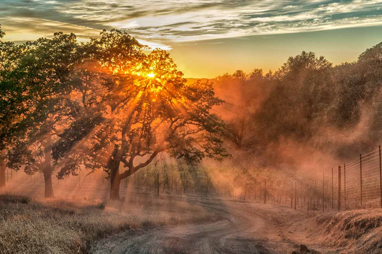 Sunrise over a dirt road with trees in the background.