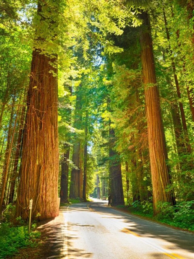 5 Areas To Stay In Redwood NP Miss Tourist 5 Areas To Stay In Redwood NP Miss Tourist