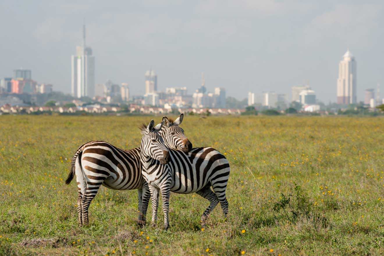 two zebras on a green patch with a city in the background