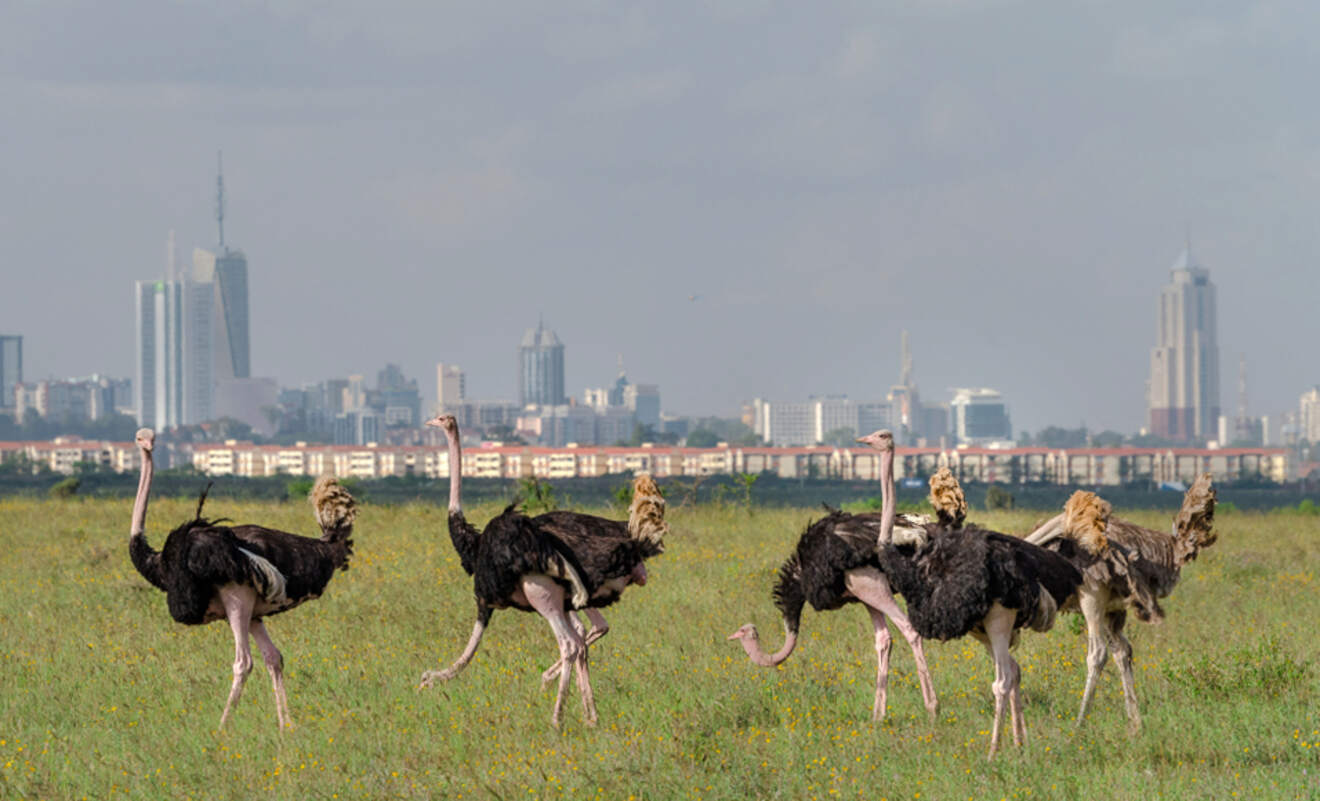 ostriches in a park with a city in the background