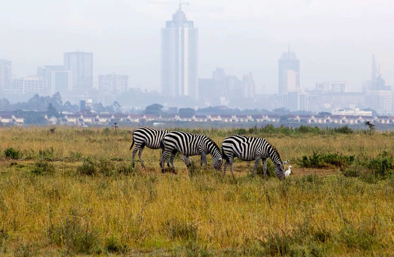 two zebras on a green patch with a city in the background