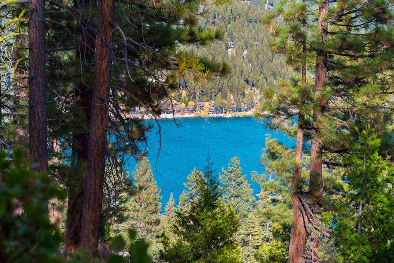 A view of lake tahoe through pine trees.