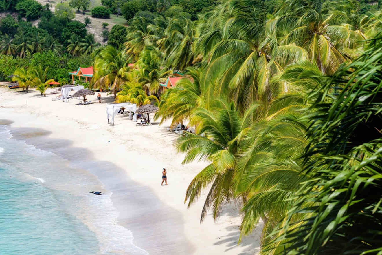 A beach with palm trees and a beach.