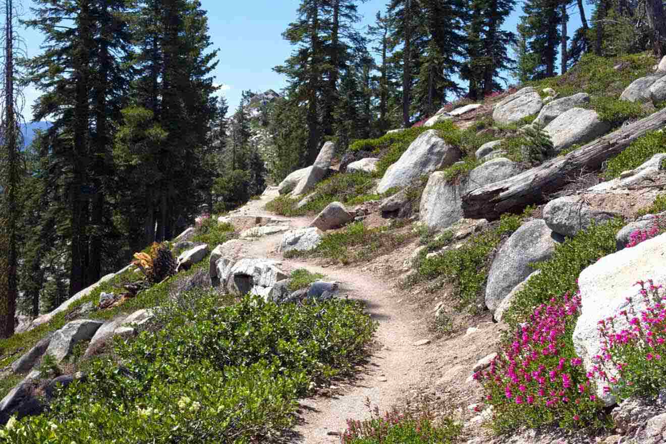 A trail with rocks and flowers on it.