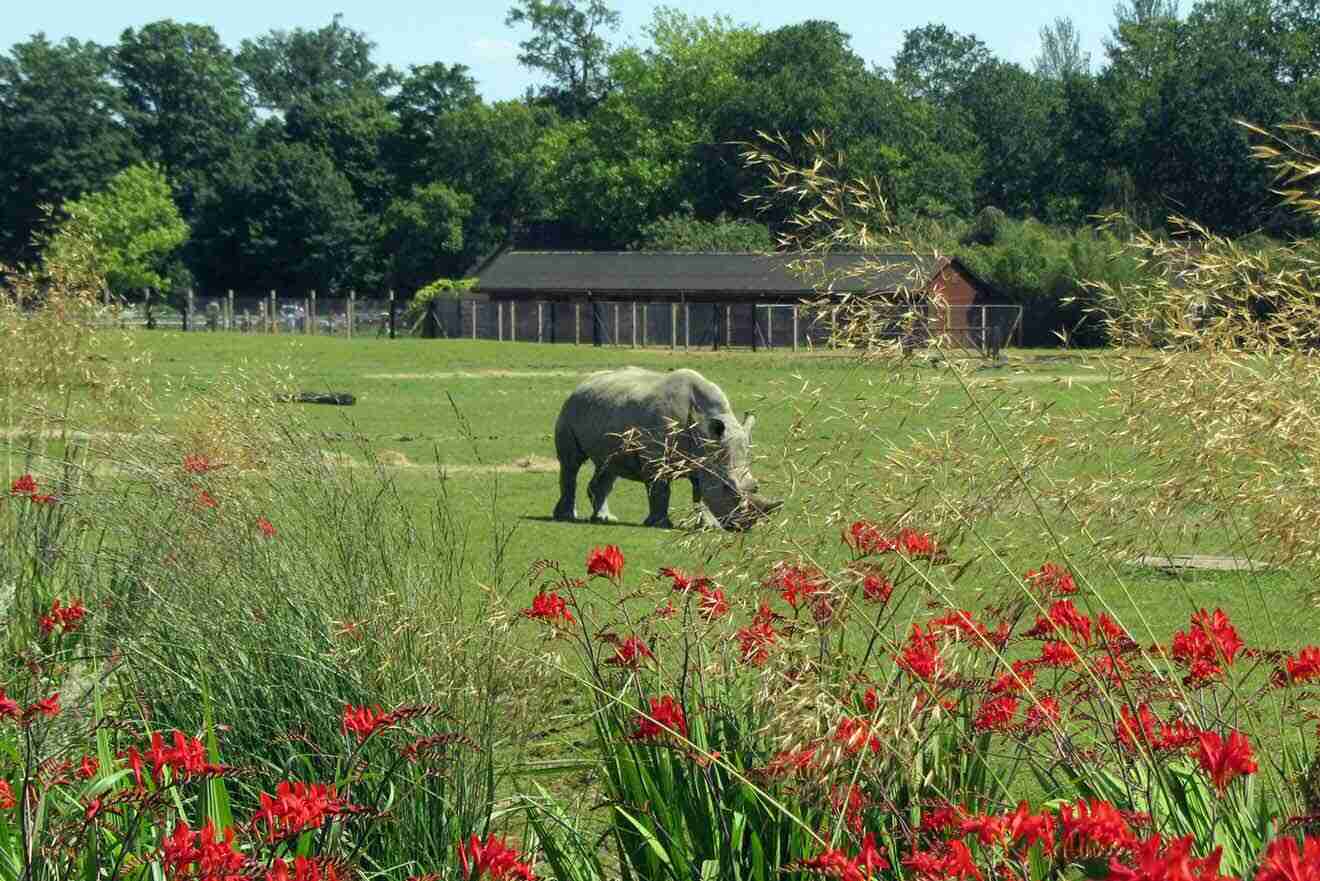 A rhino grazing in a field of red flowers.