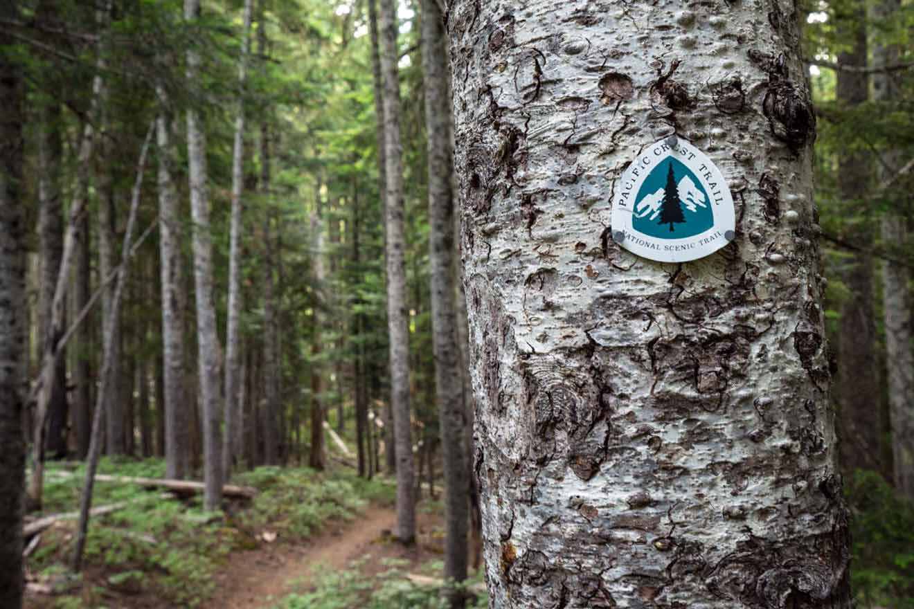 A trail marker is attached to a tree in the woods.