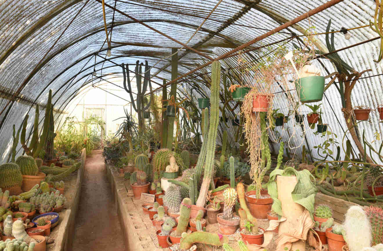 a greenhouse with cacti