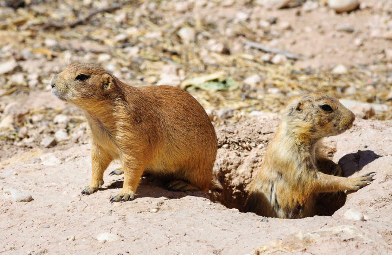two Black-tailed prairie dogs