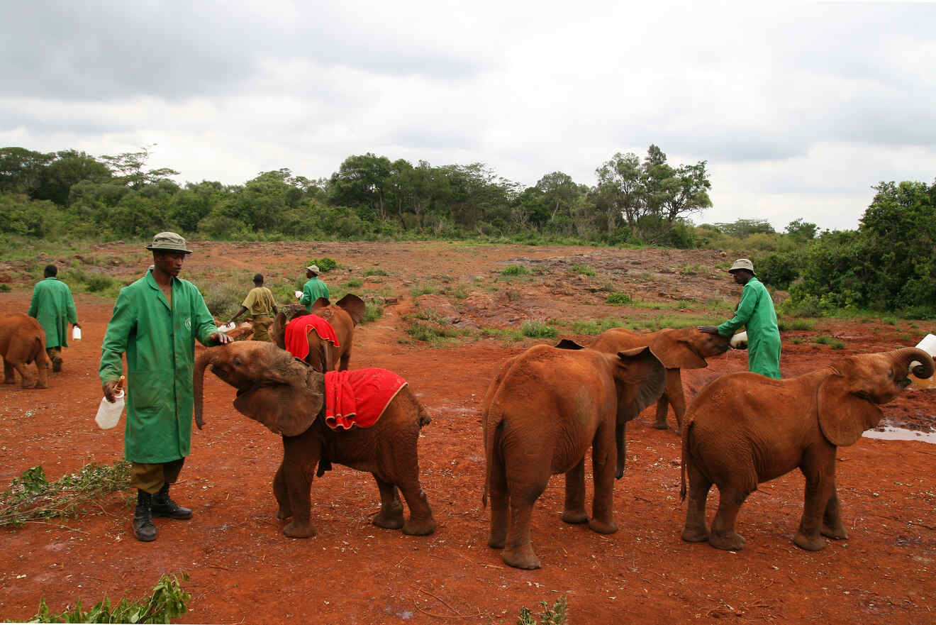 people dressed in green petting and feeding baby elephants