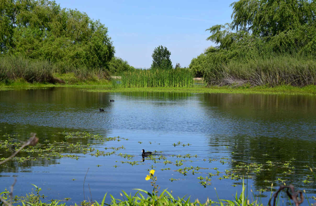 view of a pond with ducks in a park
