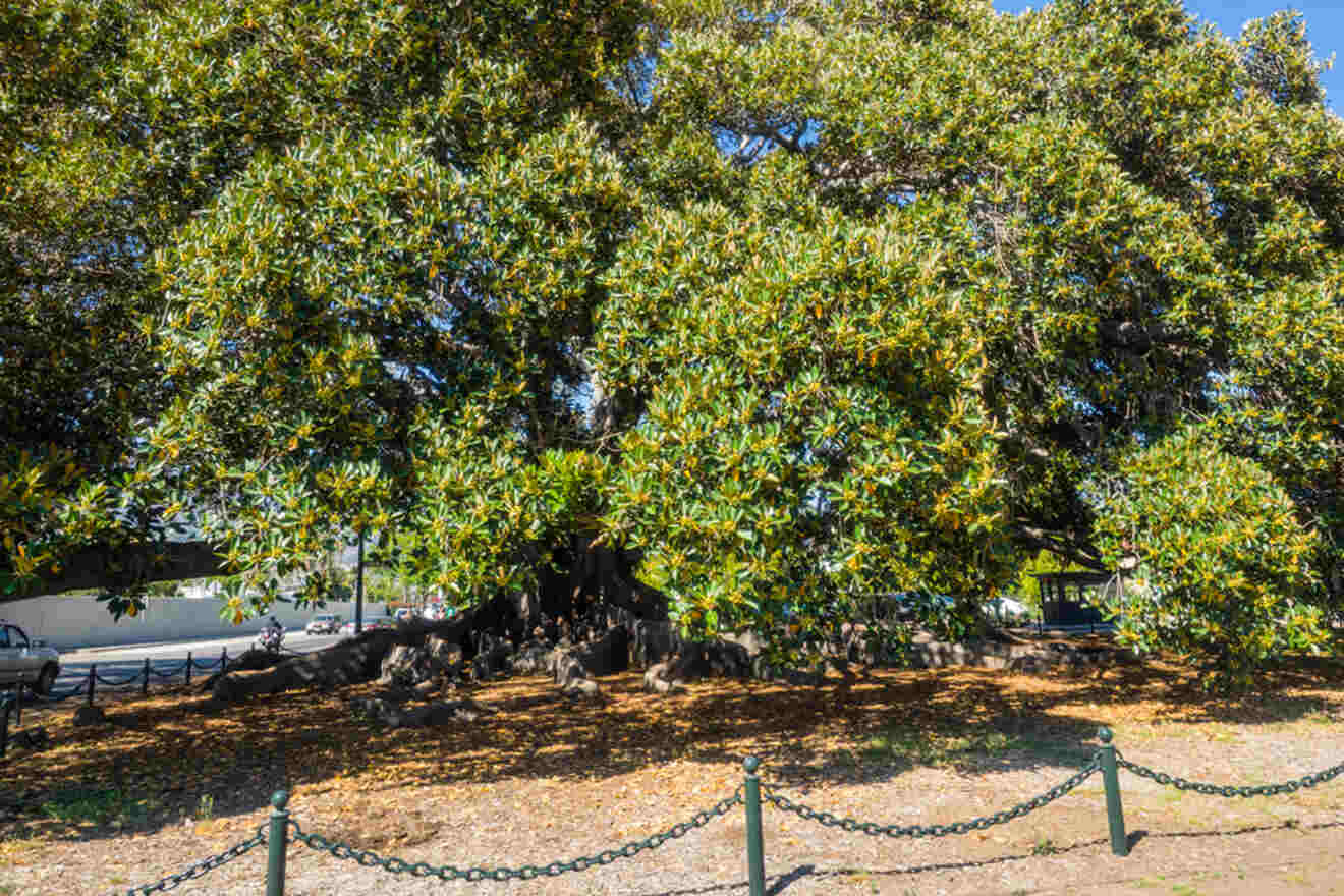 A large tree in a park with a fence around it.