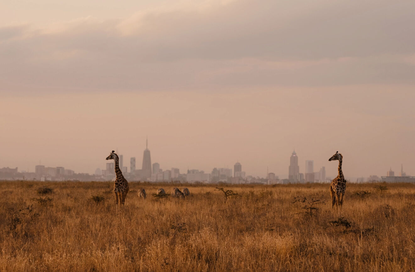 Two giraffes standing in a grassy field with city skyline in the background