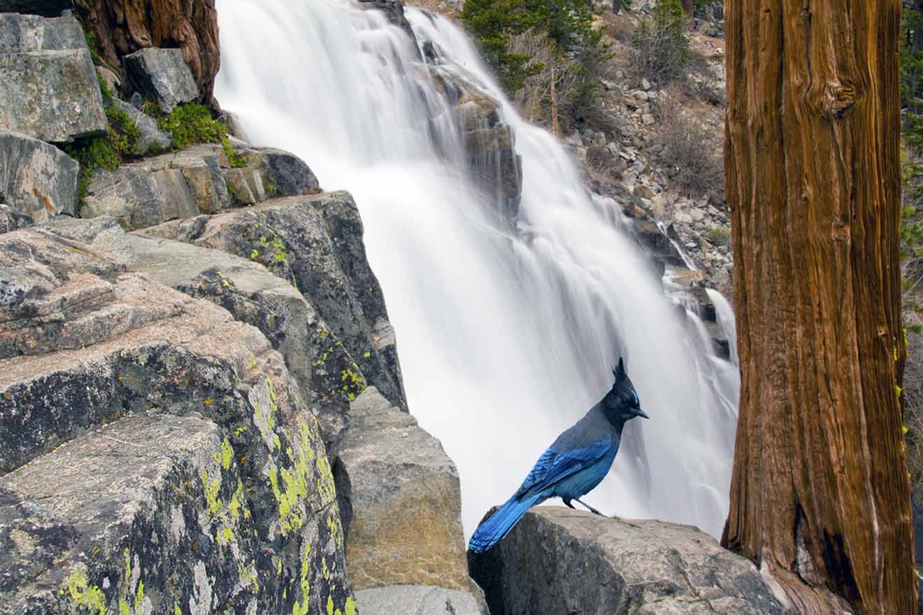 A blue bird perched on rocks near a waterfall.