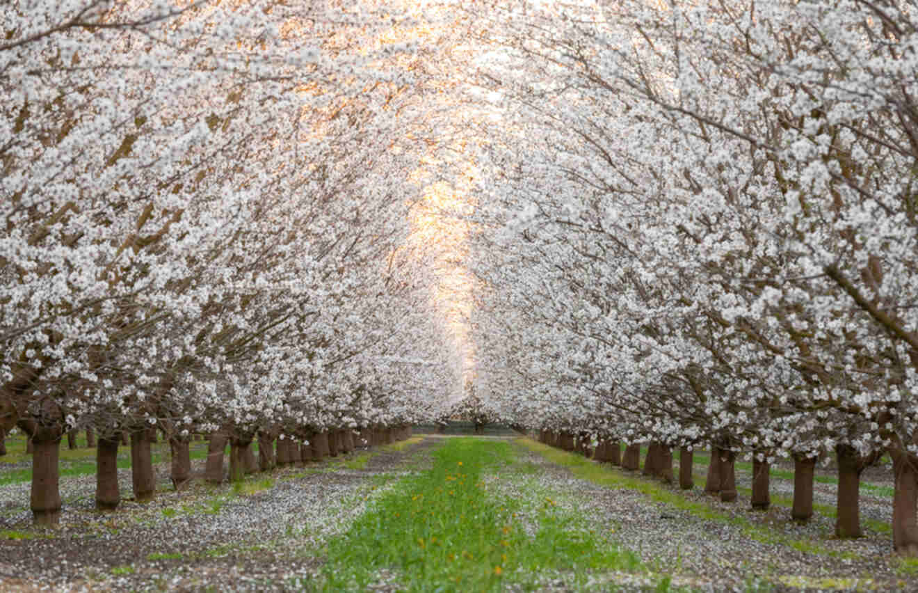 two rows of blossomed trees