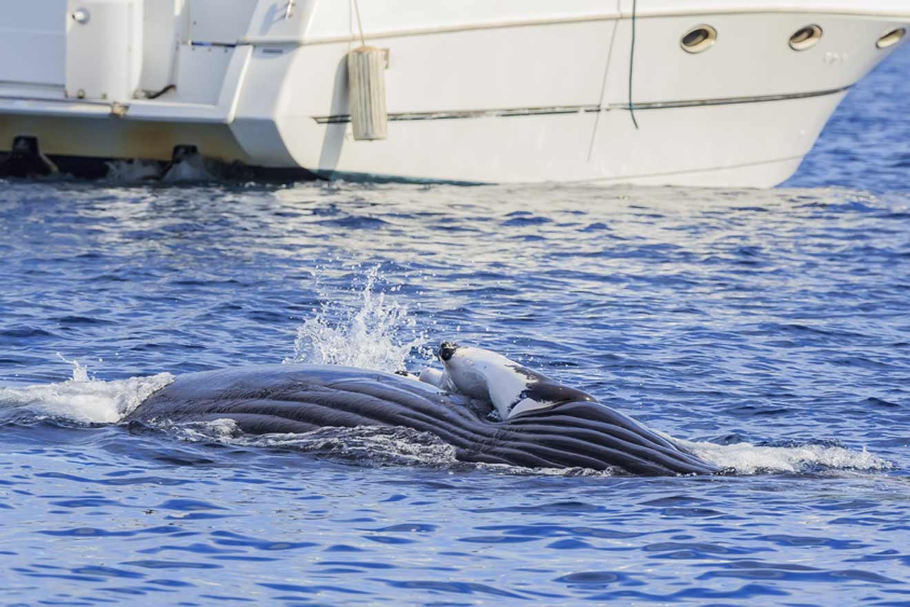 Whale tail