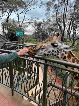 a person feeding a giraffe