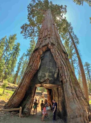 A group of people standing under a giant sequoia tree in yosemite national park.