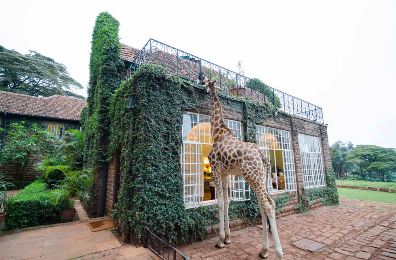 a giraffe in front of a manor with overgrown vines