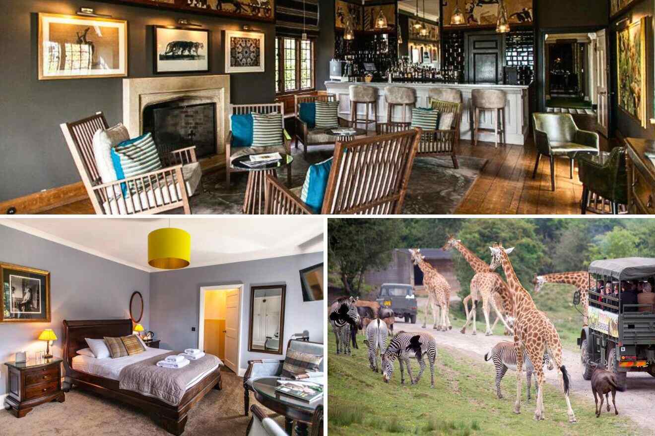 collage of 3 images with: bar area, bedroom and safari with zebras and giraffes