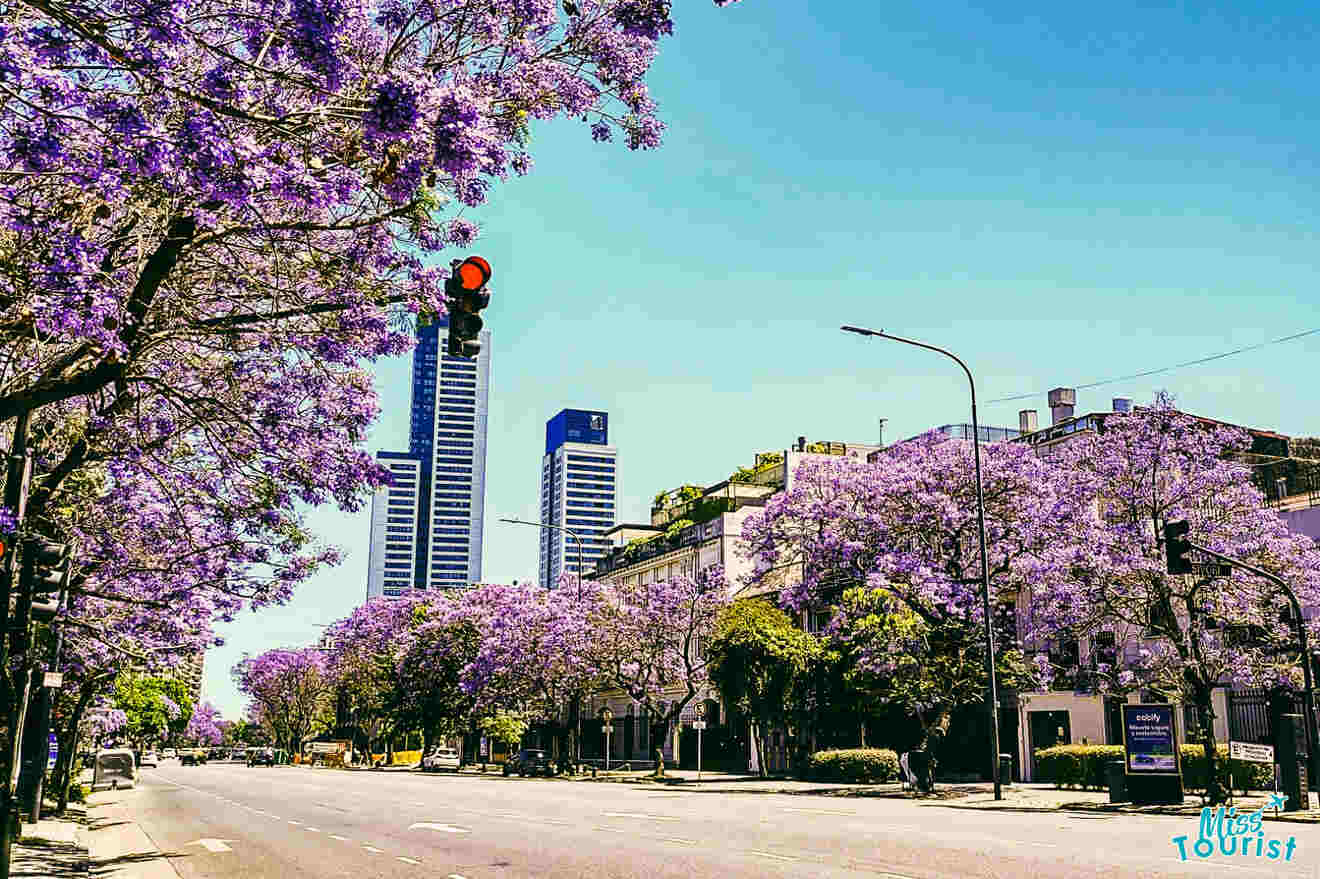 A picturesque street in Buenos Aires lined with blooming purple jacaranda trees, under a clear blue sky with modern skyscrapers in the distance