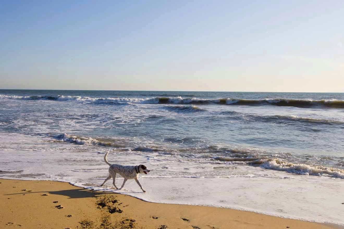 A dog walking on a beach near the ocean.