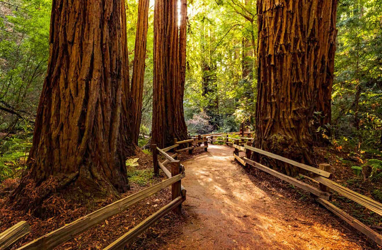 trail in a redwood forest