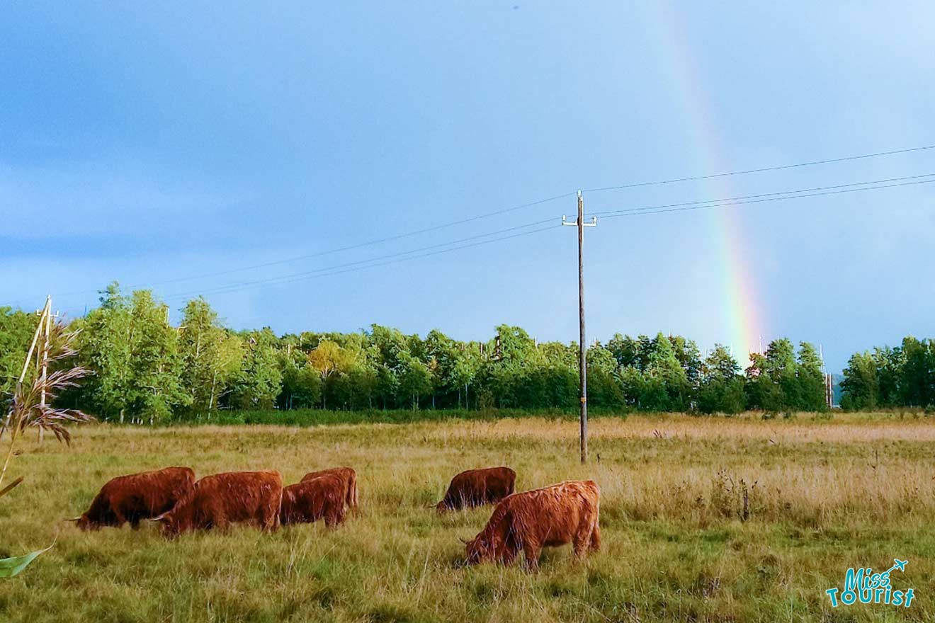 Cows grazing in a field with a rainbow in the sky.