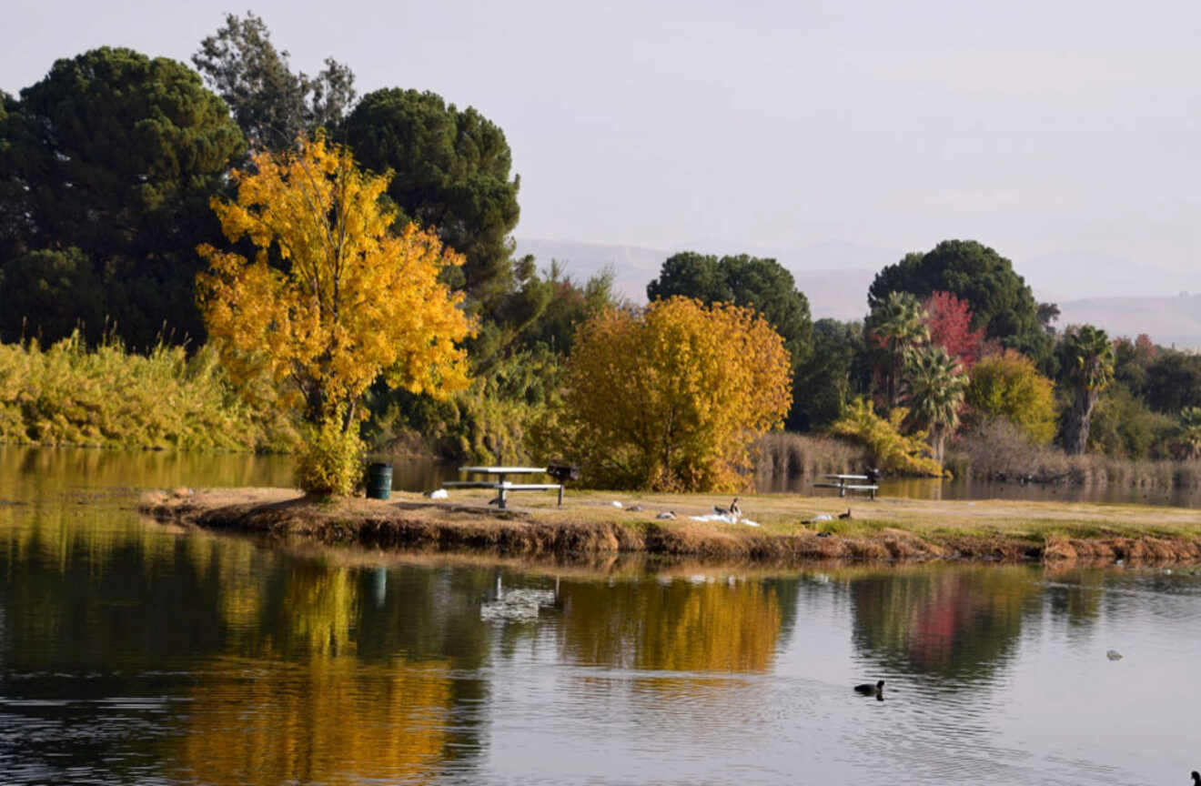 view of a pond in a park in autumn