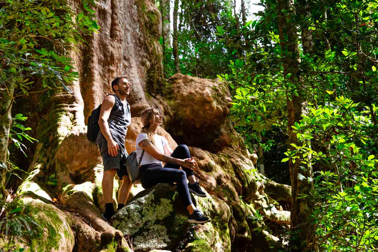 Bonus Gold Coast Hinterland Lamington National Park