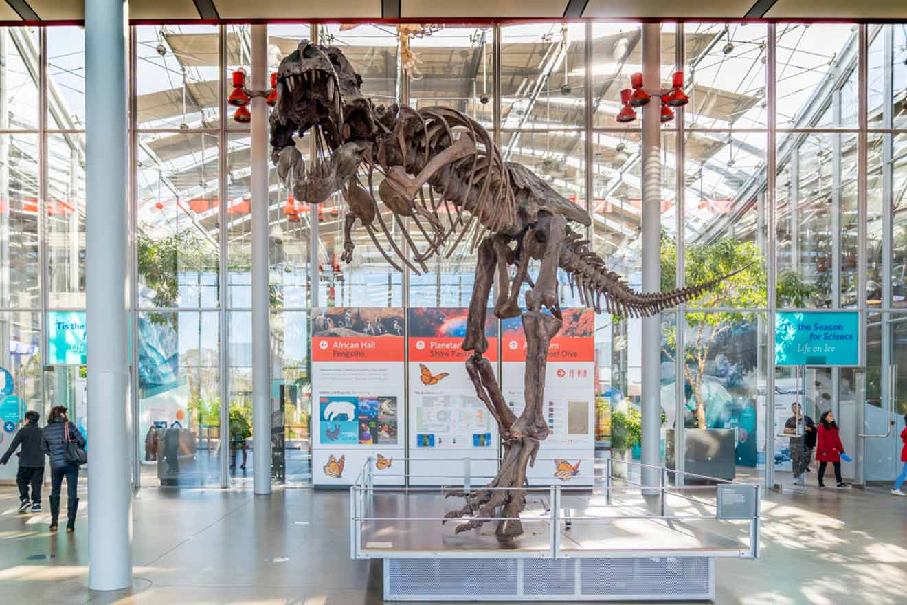 A t-rex skeleton is displayed in a museum.