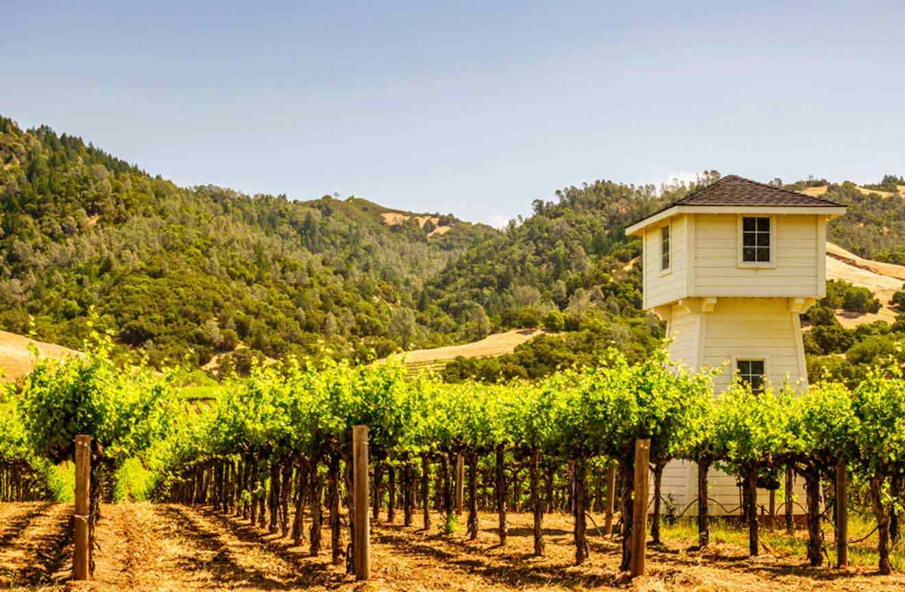 A vineyard with a tower in the background.