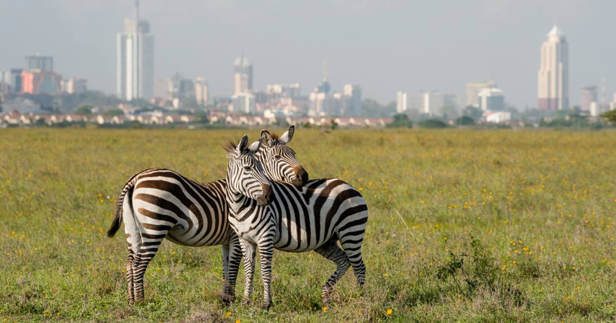 Nairobi visual data 6