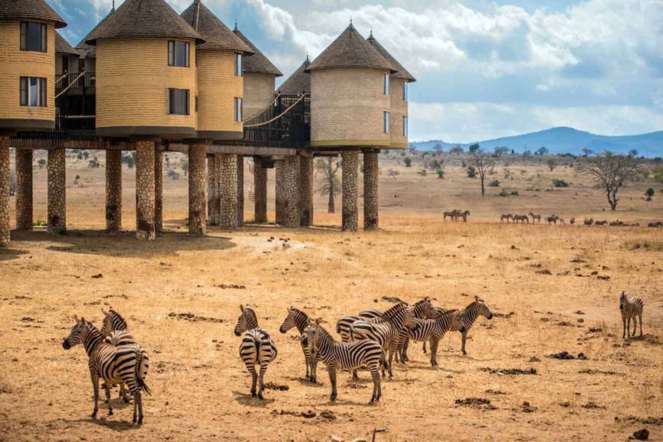 A group of zebras standing in front of a building.