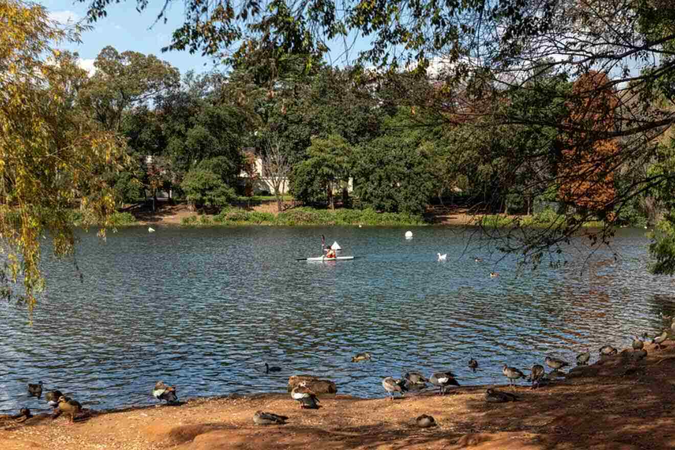 A man is paddling in a pond with ducks in the background.