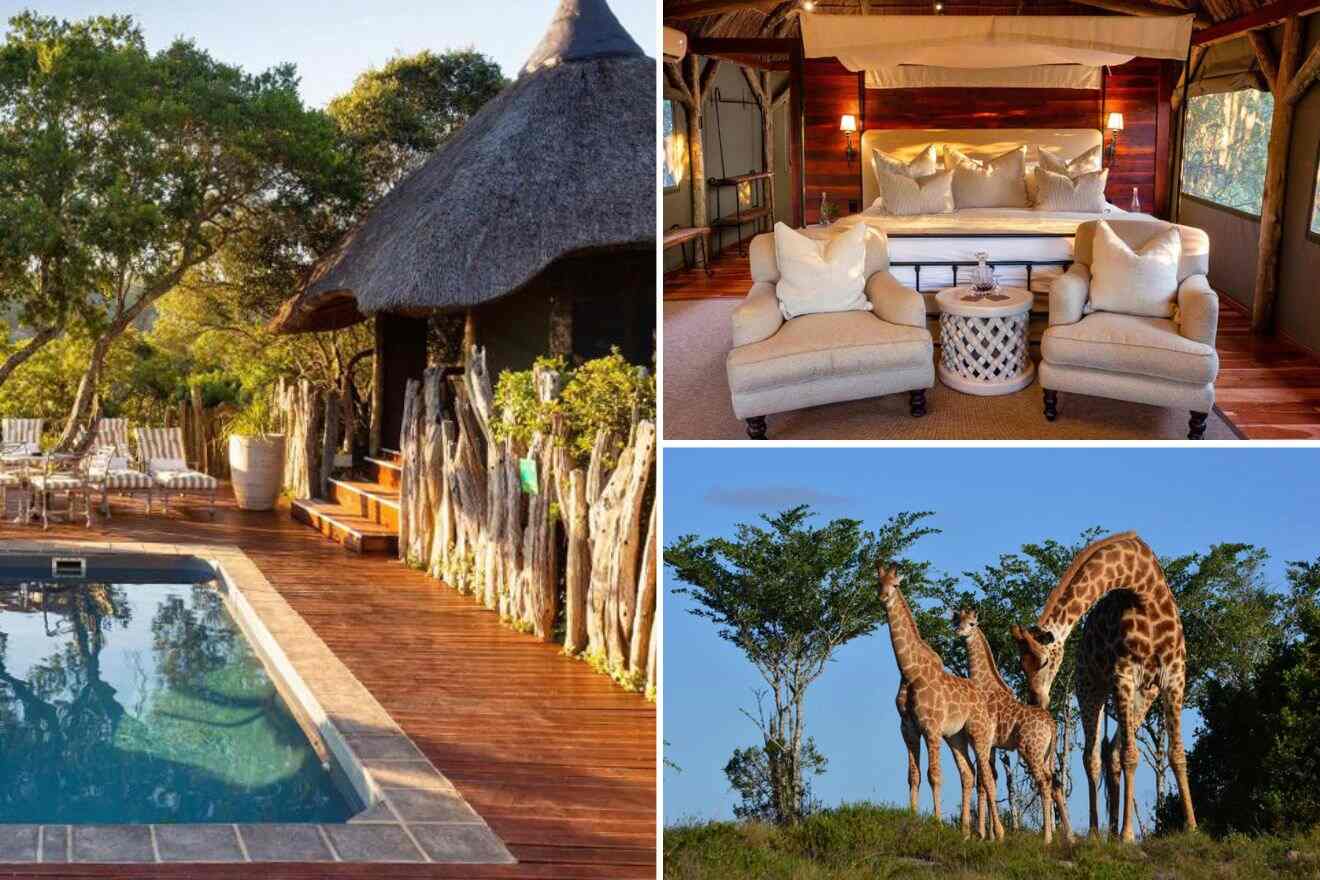 collage of 3 images with: bedroom, pool with gazebo and sunbeds and view of giraffes
