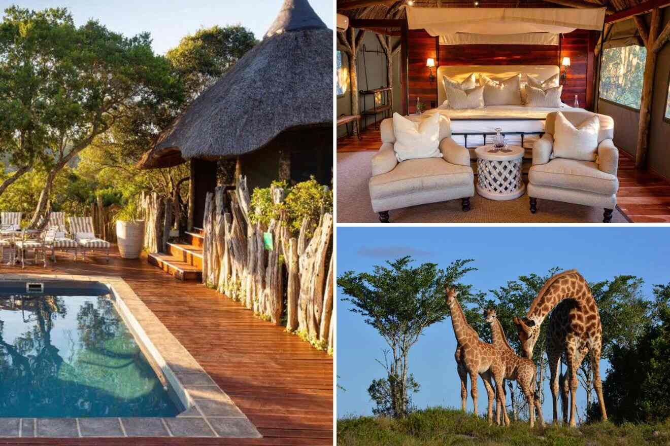 14 EPIC South Africa Safari Lodges: Your 2024 Update!