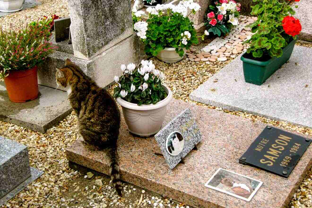 A cat sitting in a graveyard.