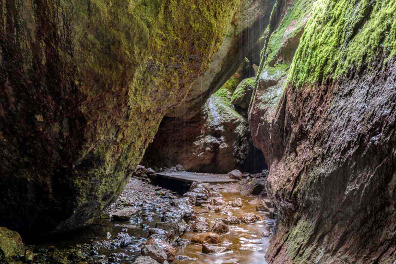 A narrow canyon with mossy rocks and a stream.