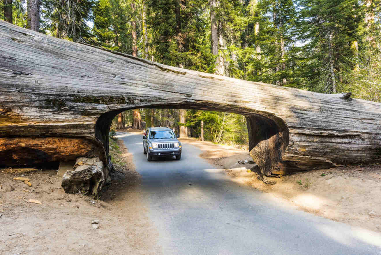 A jeep driving through a fallen tree in yosemite national park.