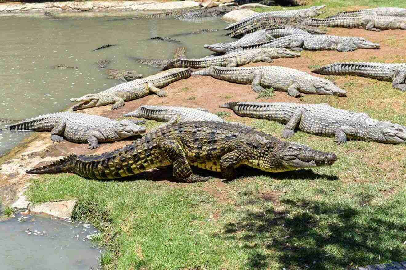 A group of crocodiles in a zoo.