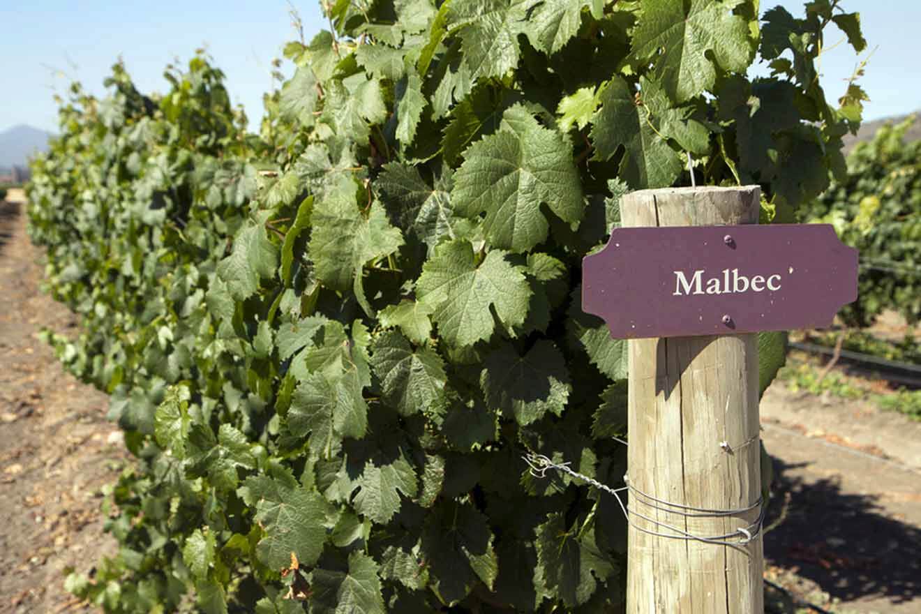 A sign with the word malbec on it in front of a vineyard.
