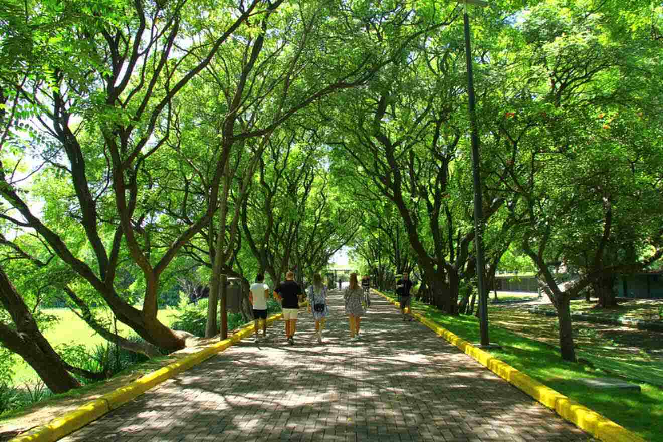 A walkway lined with trees in a park.