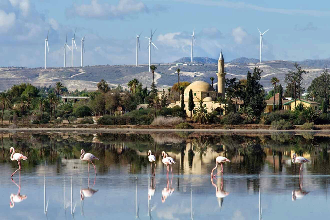 Flamingos in a lake with wind turbines in the background in Cyprus.