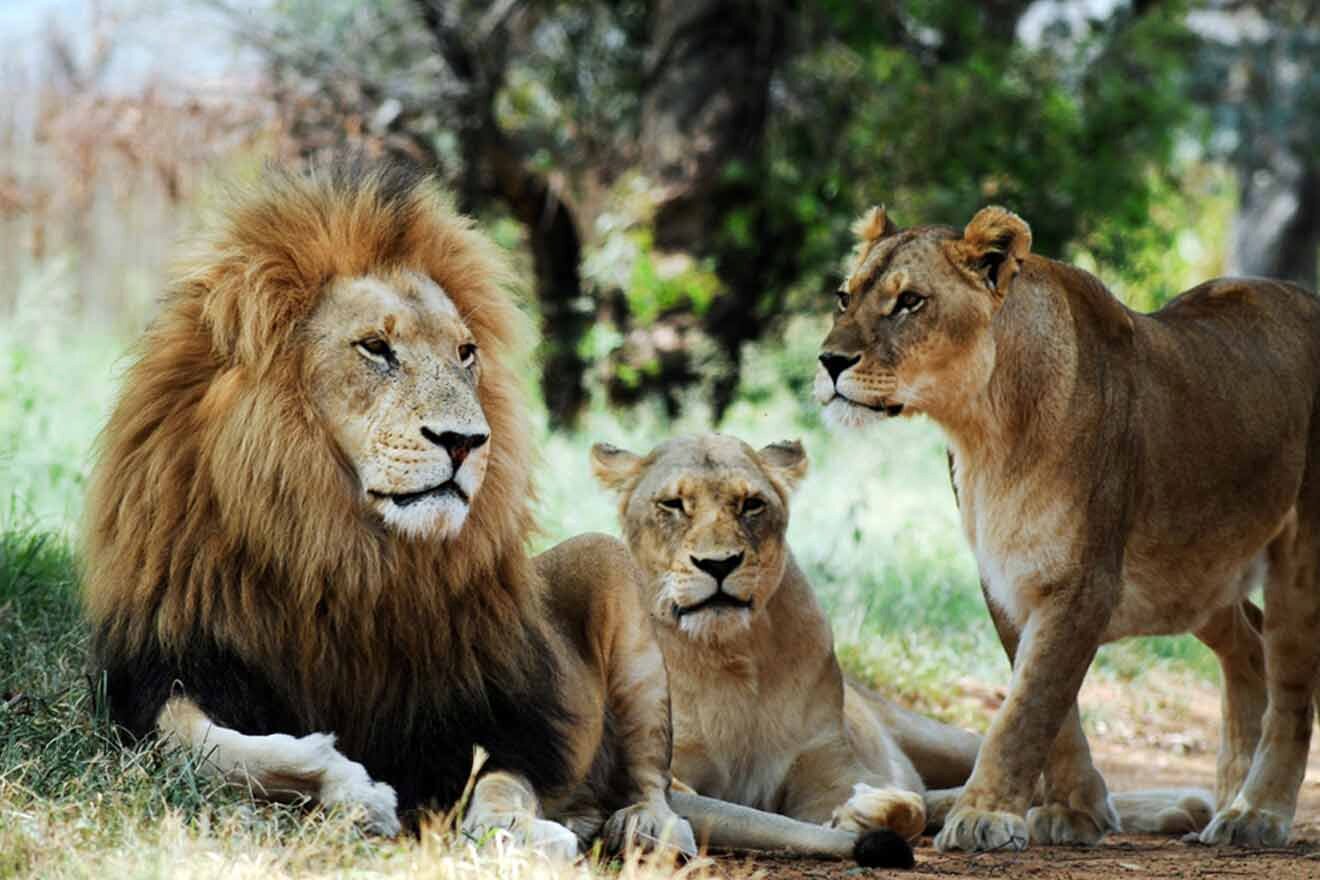 A group of lions are sitting on the ground.