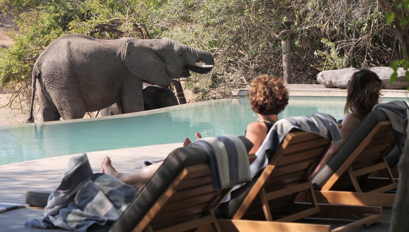 people on sun loungers looking at an elephant