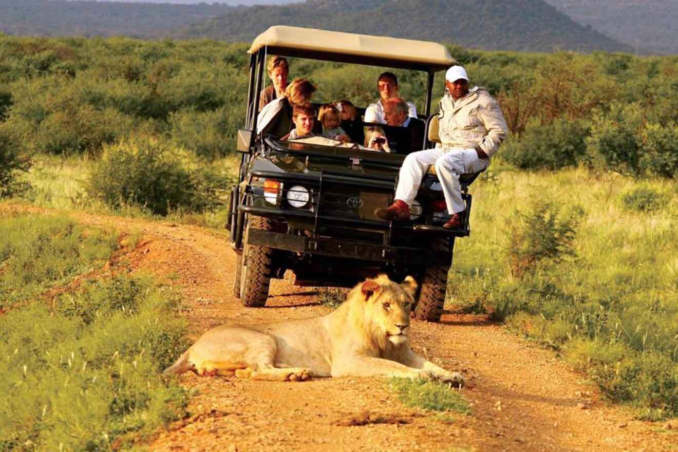 people on a safari watching a lion
