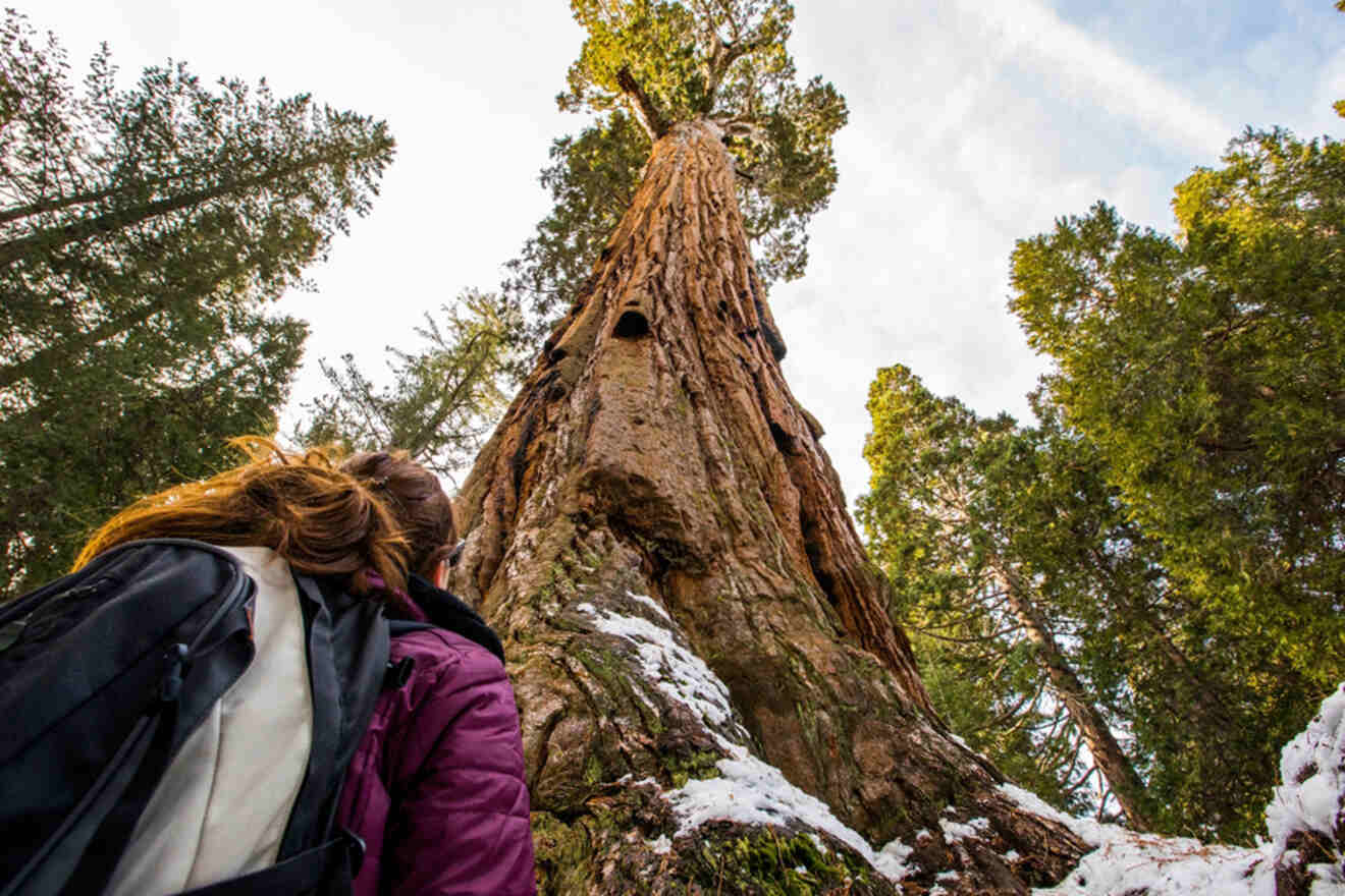 A woman walks past a giant sequoia tree in yosemite national park.