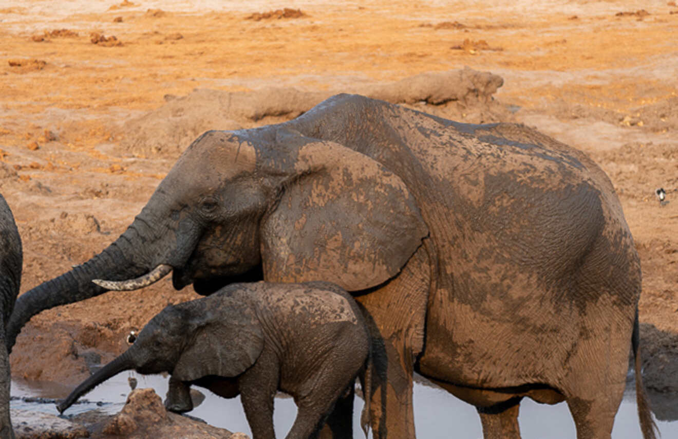 a big and small elephants covered in mud