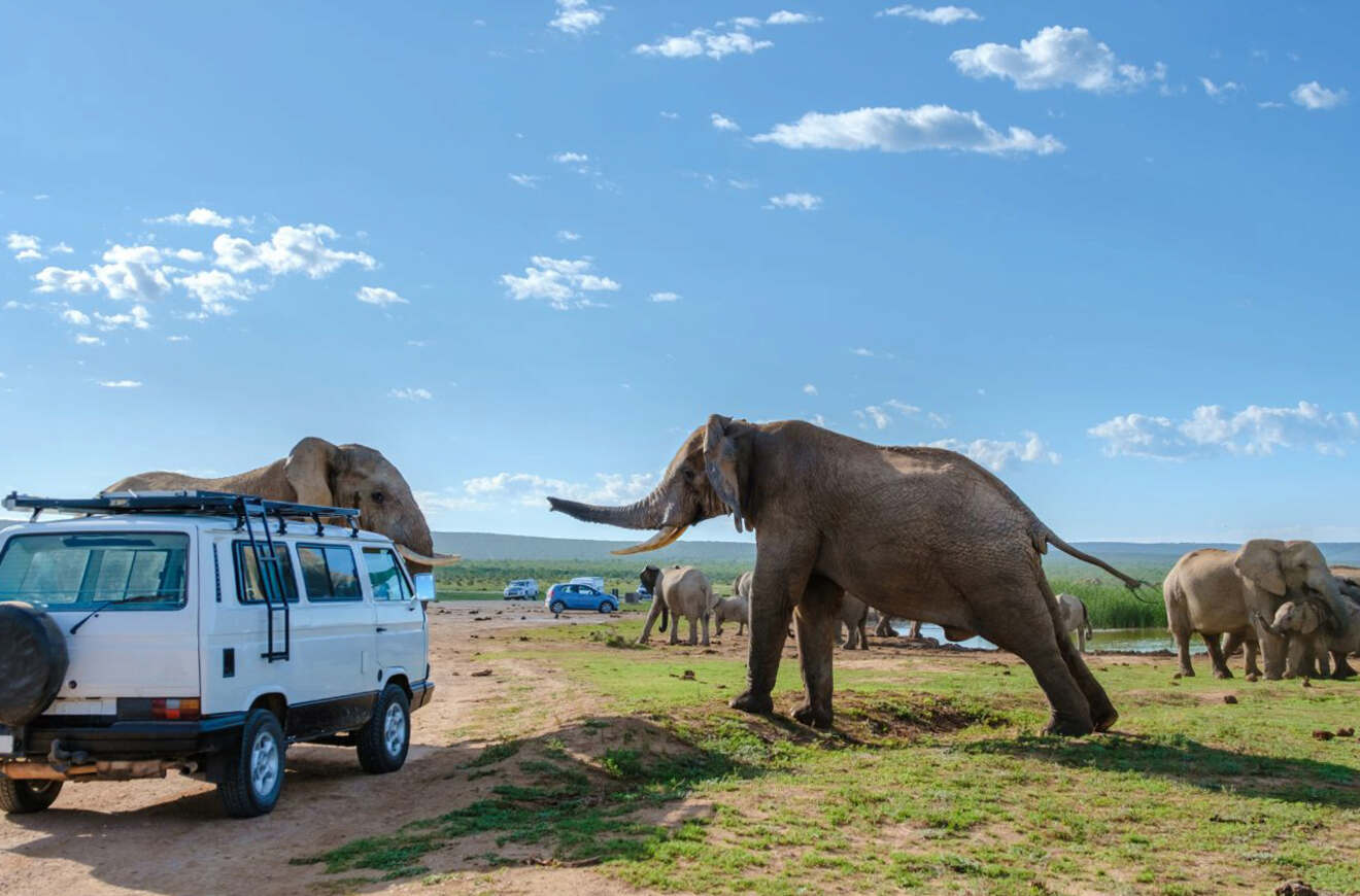 A white van next to a group of elephants.